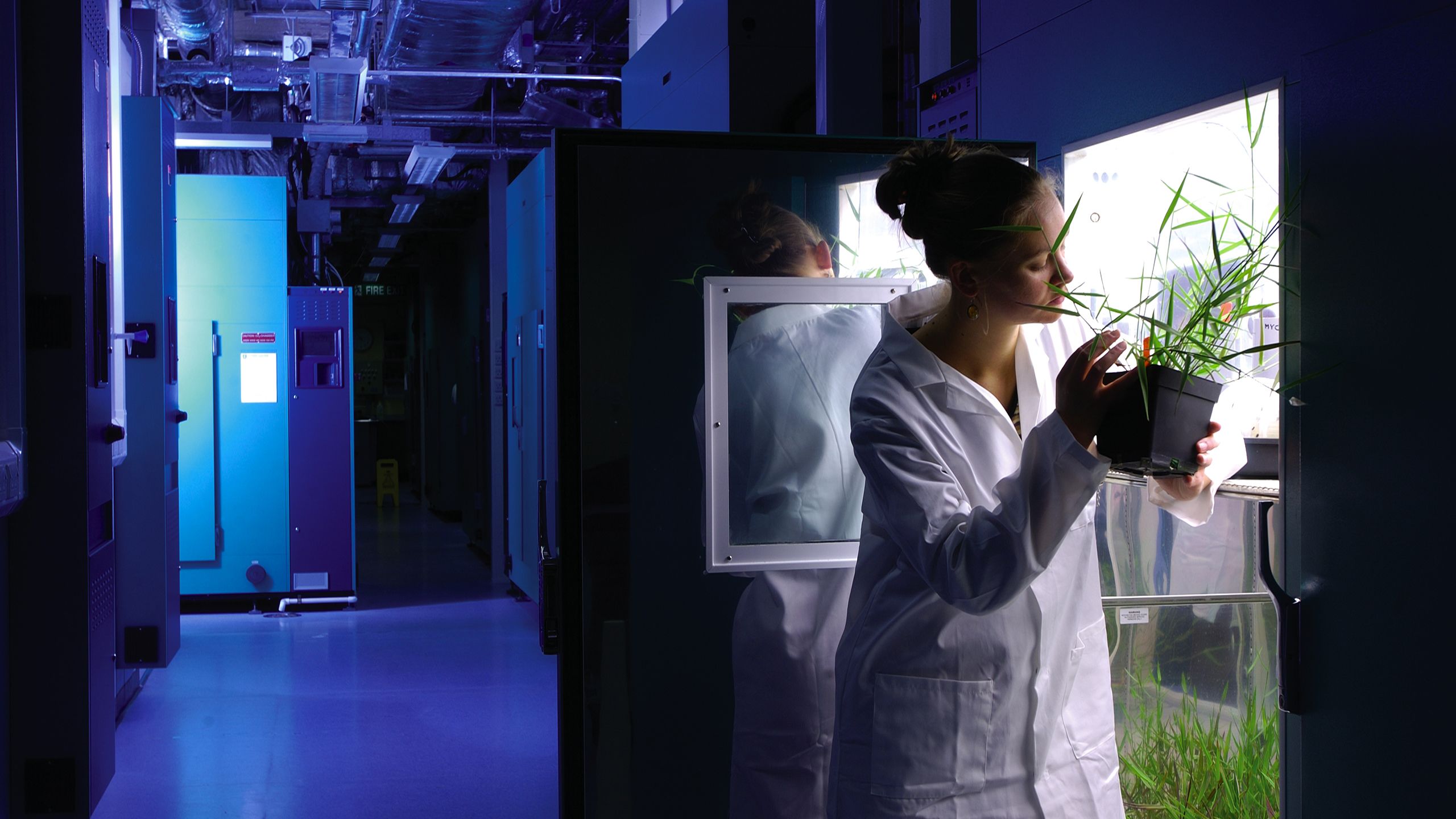 Plant scientist examining a plant in the laboratory